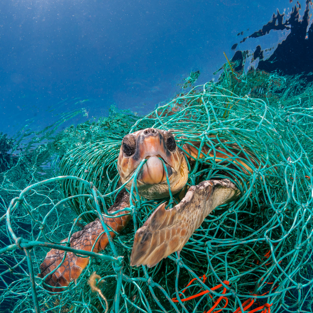 2050 More plastic than fish