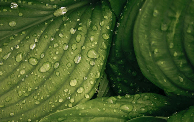 Close-up of green leaves with water droplets